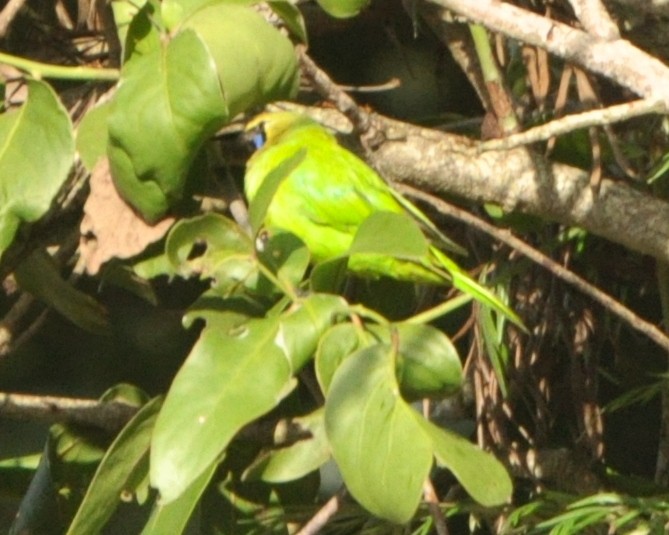 Jerdon's Leafbird - ML356970041