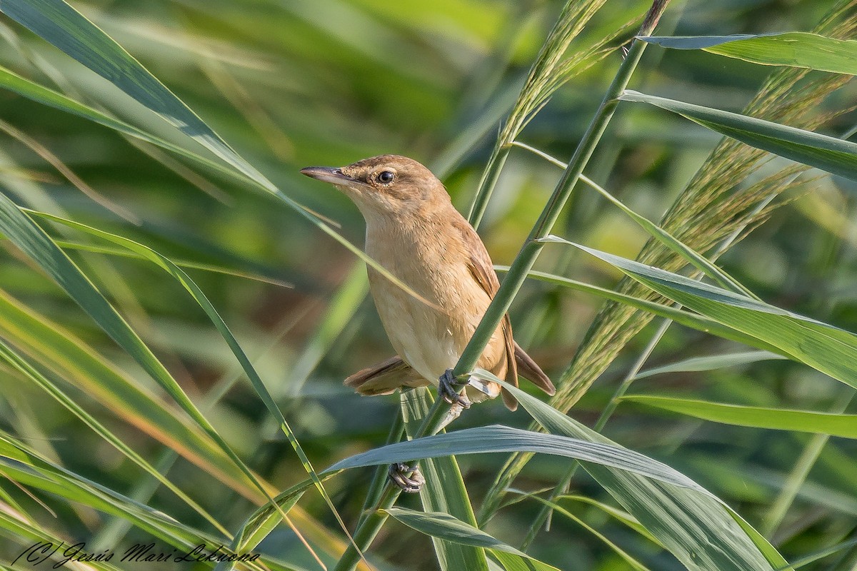 Great Reed Warbler - Jesús Mari Lekuona Sánchez