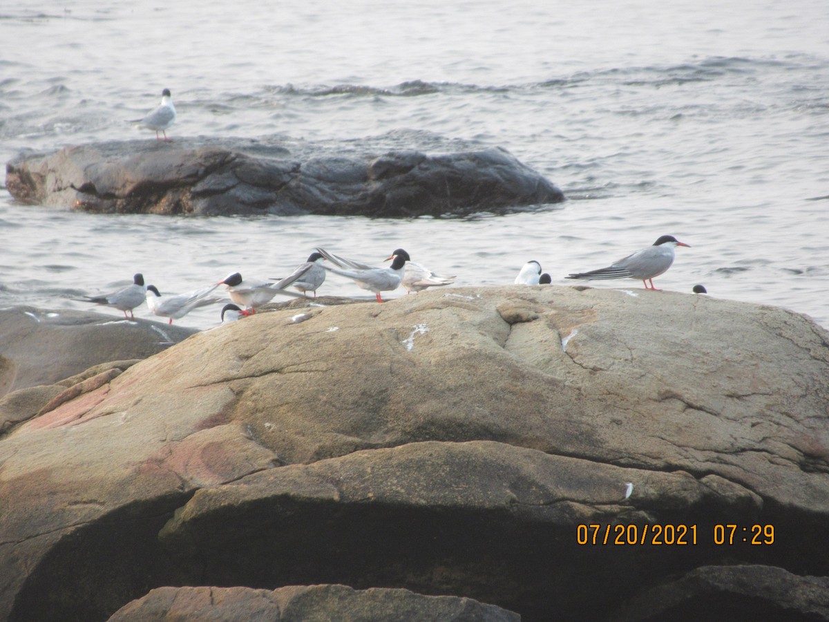 Bonaparte's Gull - ML356973401
