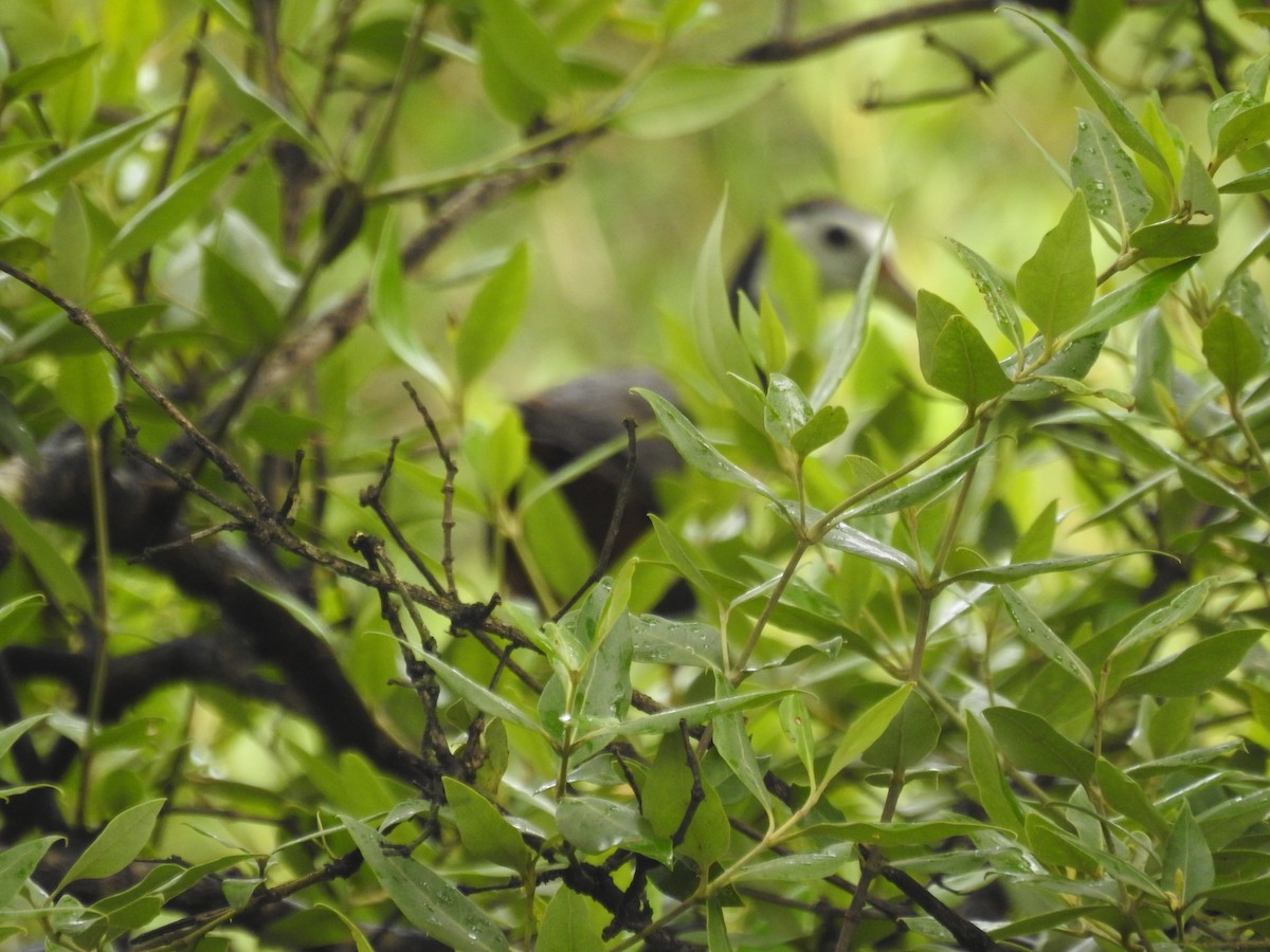 White-breasted Waterhen - ML356973751