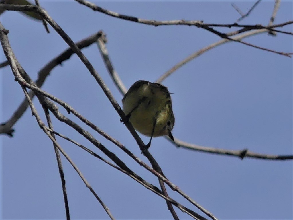 Striated Thornbill - ML356974821