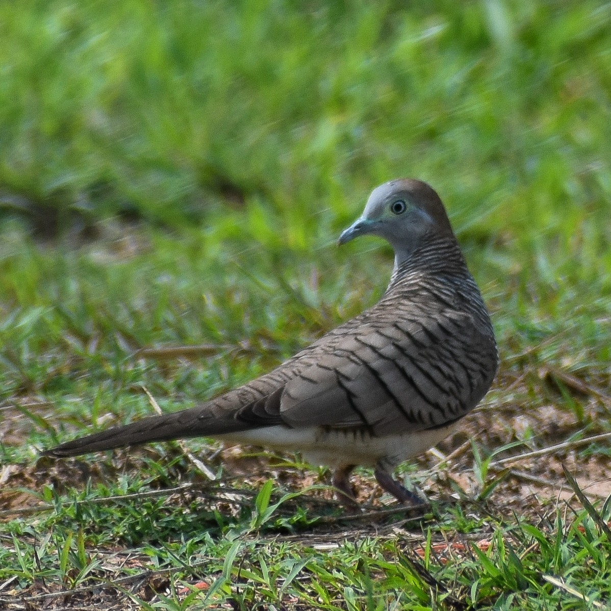 Zebra Dove - ML356976661