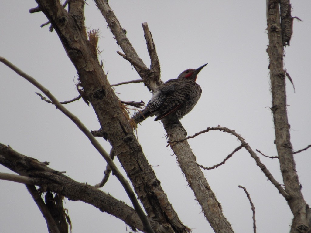 Northern Flicker (Red-shafted) - ML356979651