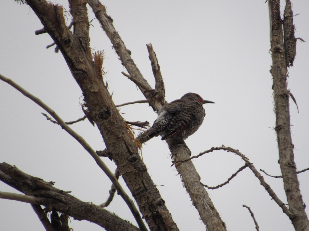 Northern Flicker (Red-shafted) - ML356979671