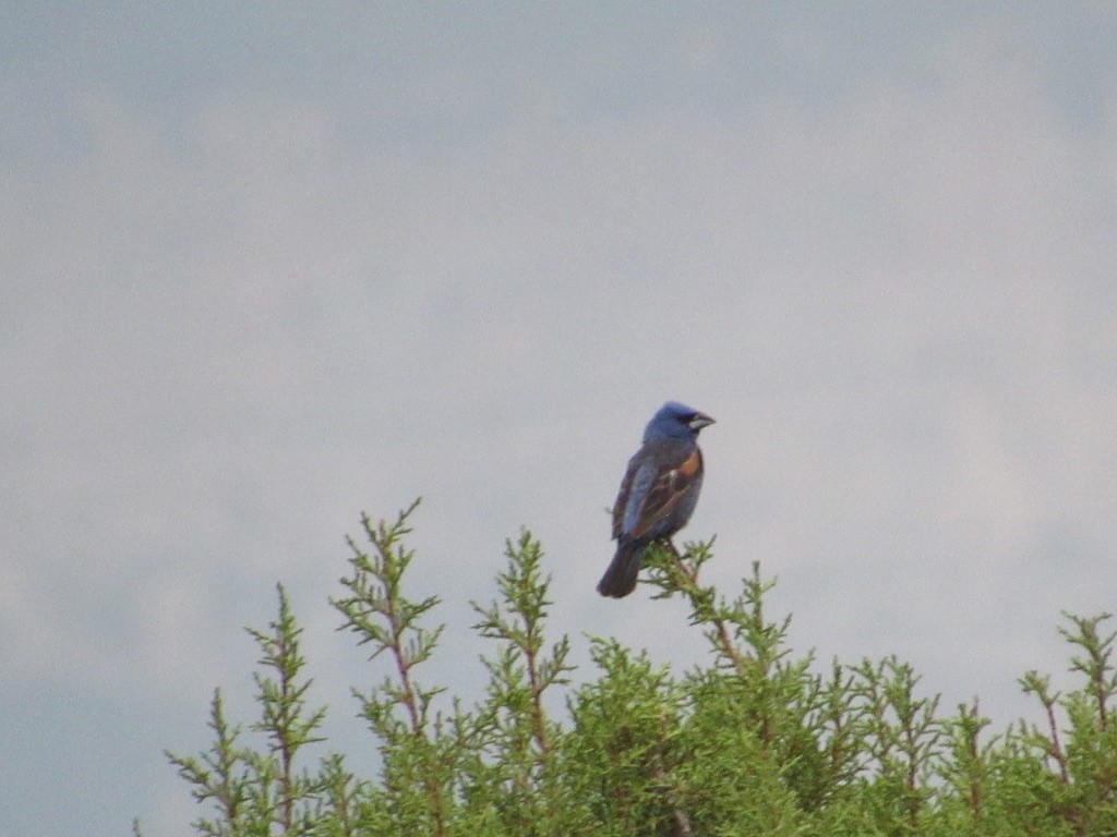 Blue Grosbeak - ML356979791