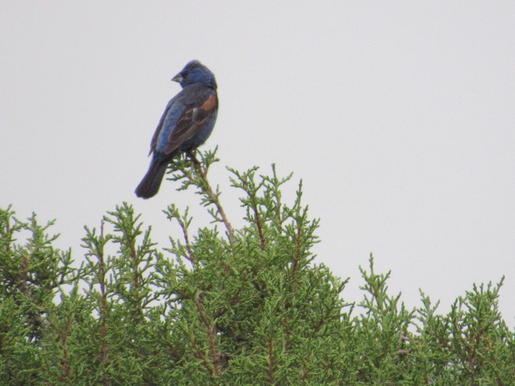 Blue Grosbeak - ML356979821