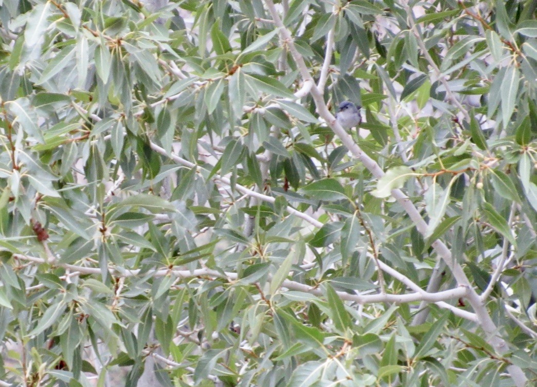 Blue-gray Gnatcatcher - ML356979981