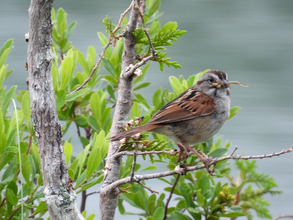 Swamp Sparrow - ML356980531