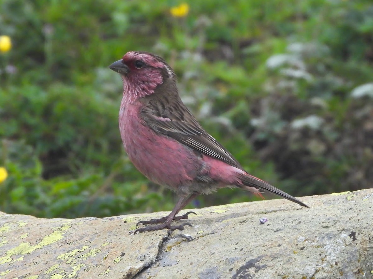 Himalayan White-browed Rosefinch - ML356980551