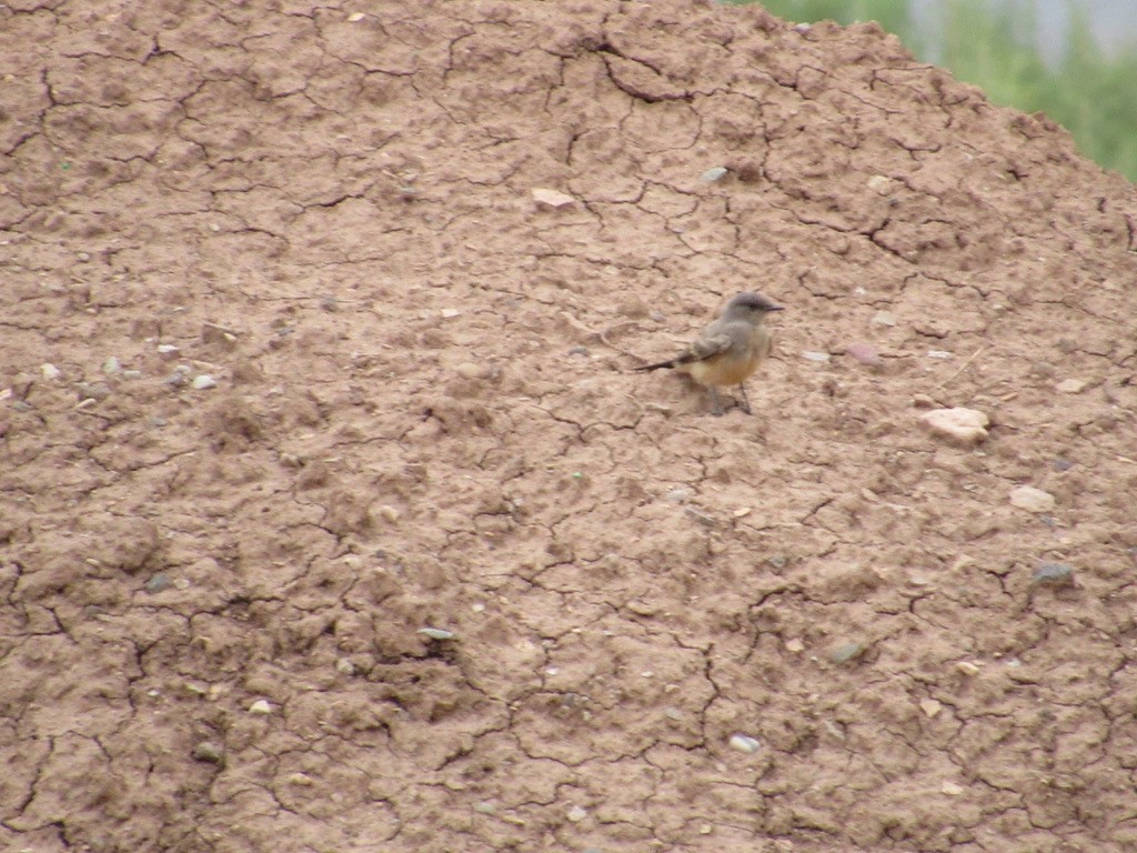 Say's Phoebe - ML356980691