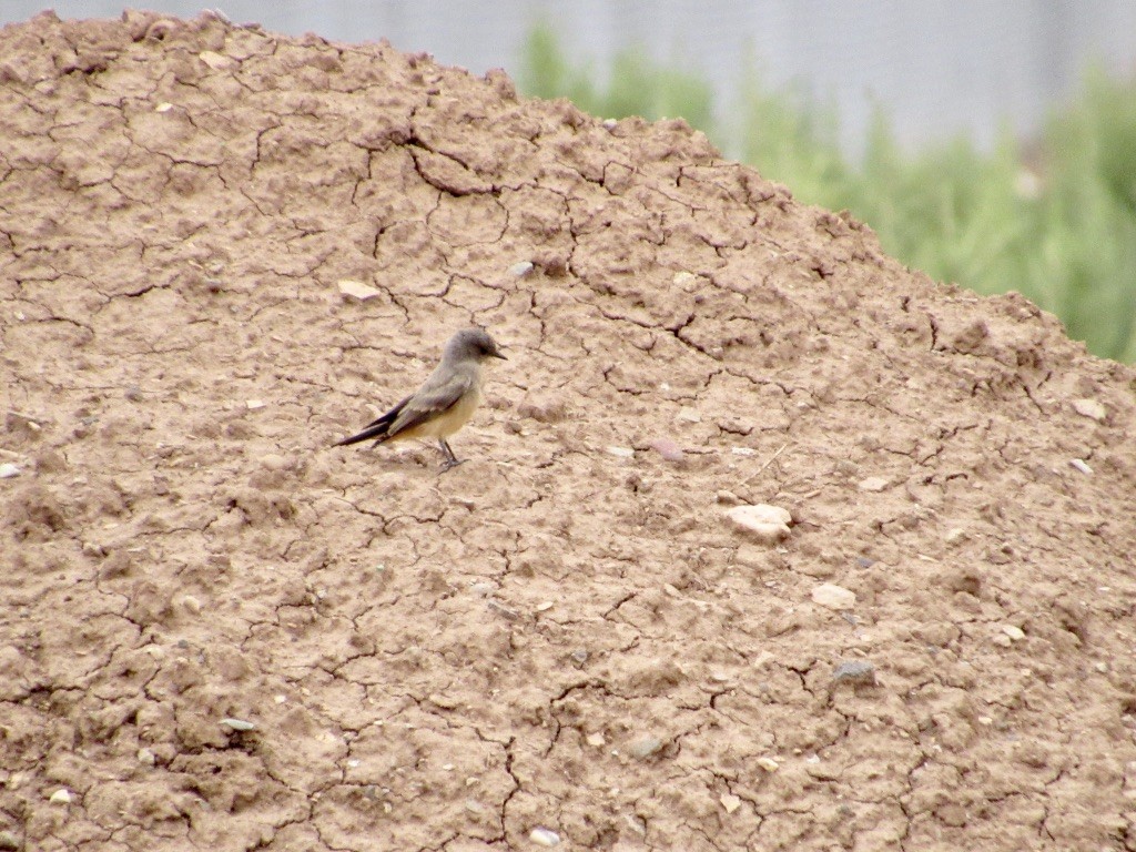 Say's Phoebe - ML356980701