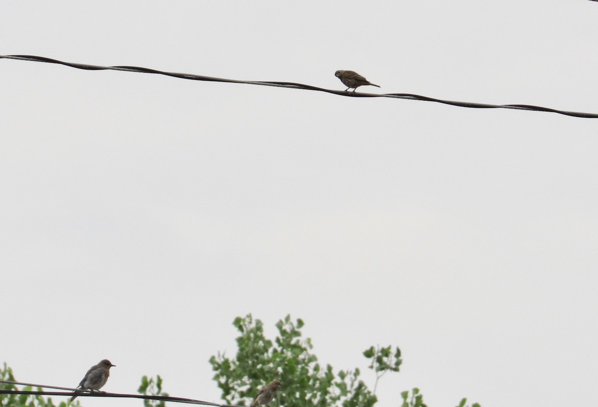 Mountain Bluebird - ML356981161