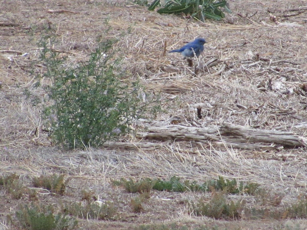 Mountain Bluebird - ML356981201