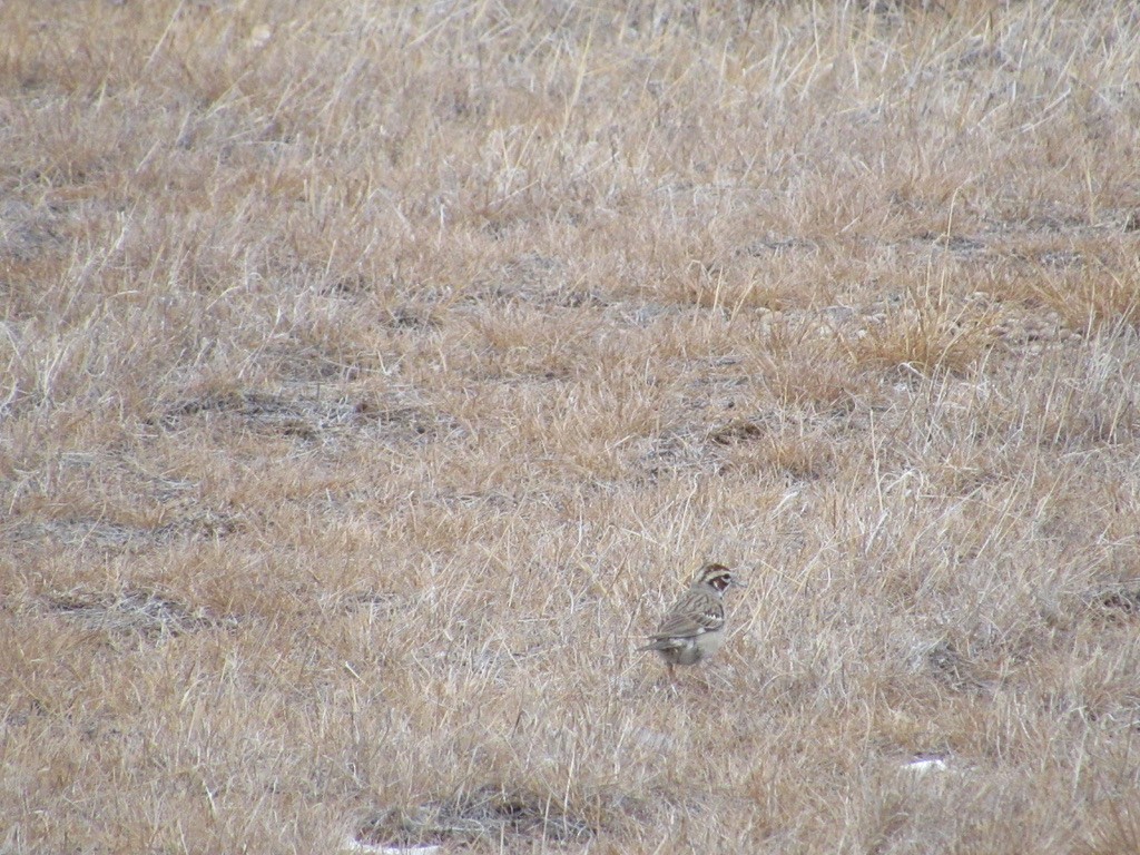 Lark Sparrow - ML356981451