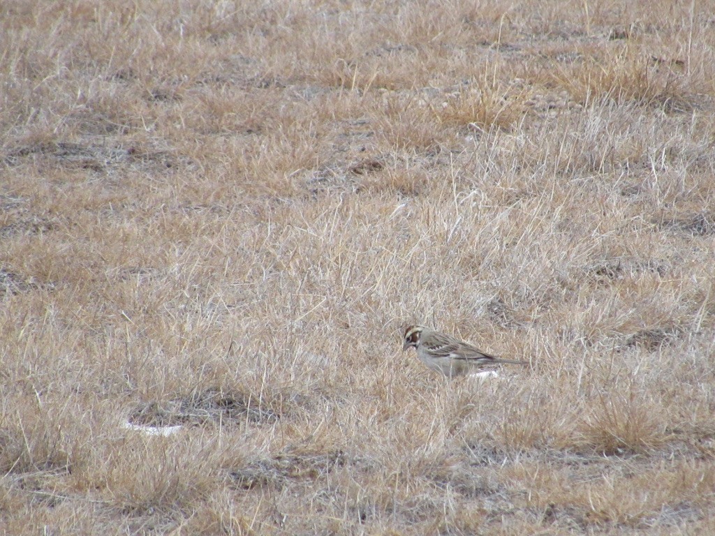 Lark Sparrow - ML356981461
