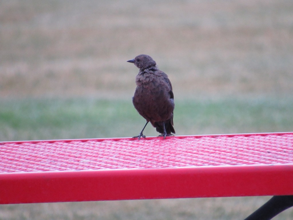 Brewer's Blackbird - ML356981851