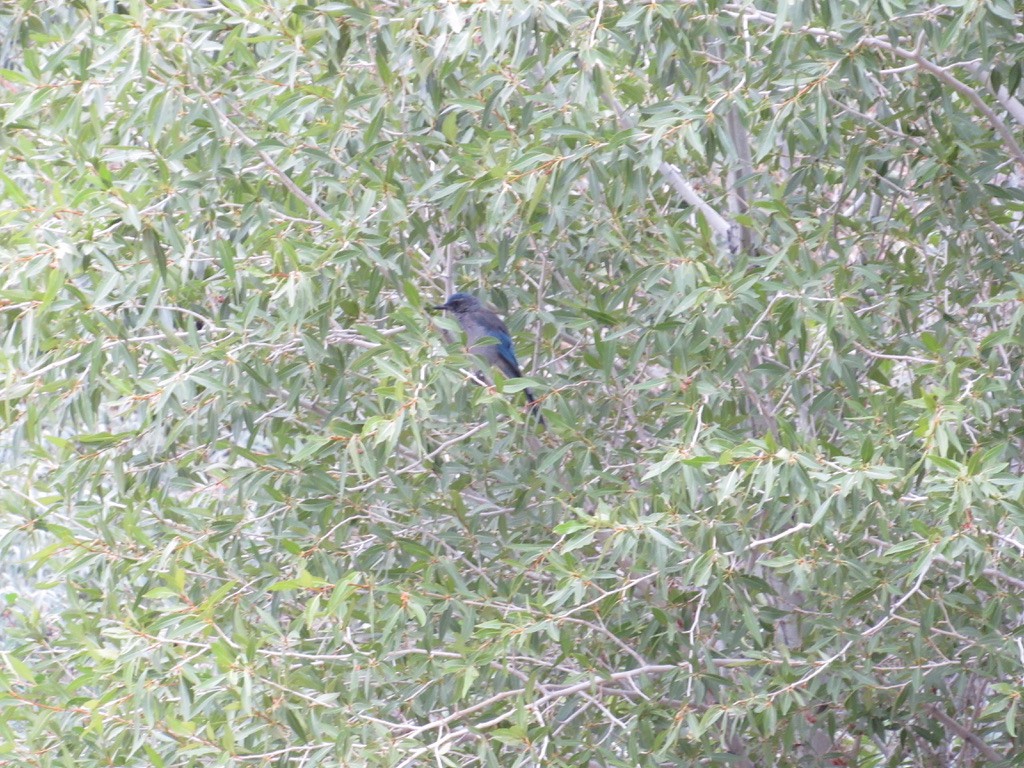 Woodhouse's Scrub-Jay - ML356981941