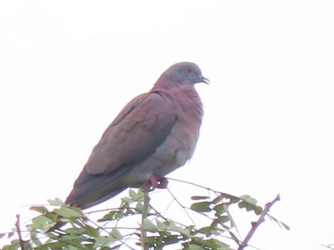 Pale-vented Pigeon - ML356982481