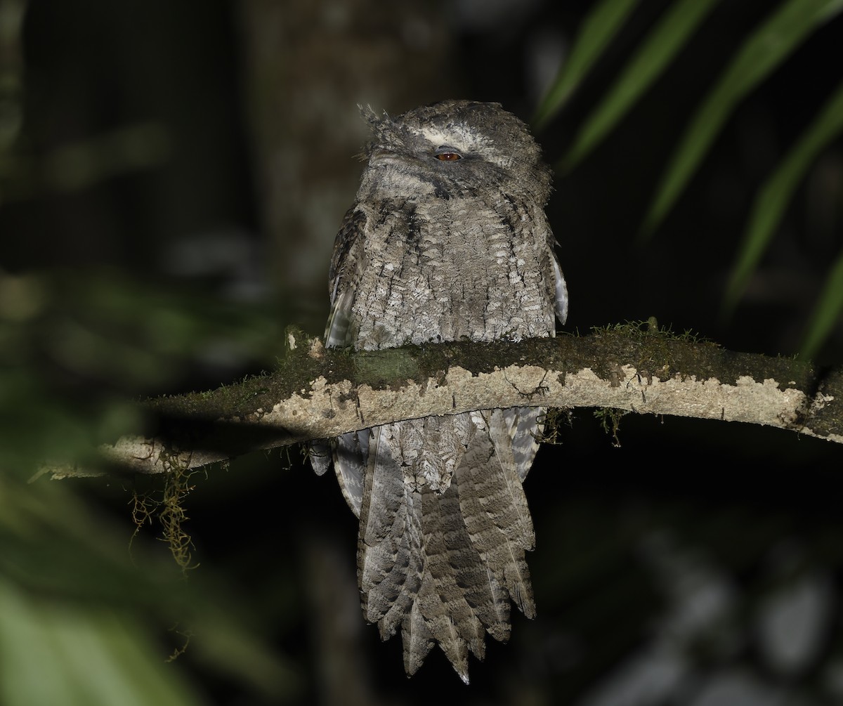 Marbled Frogmouth - ML356984231