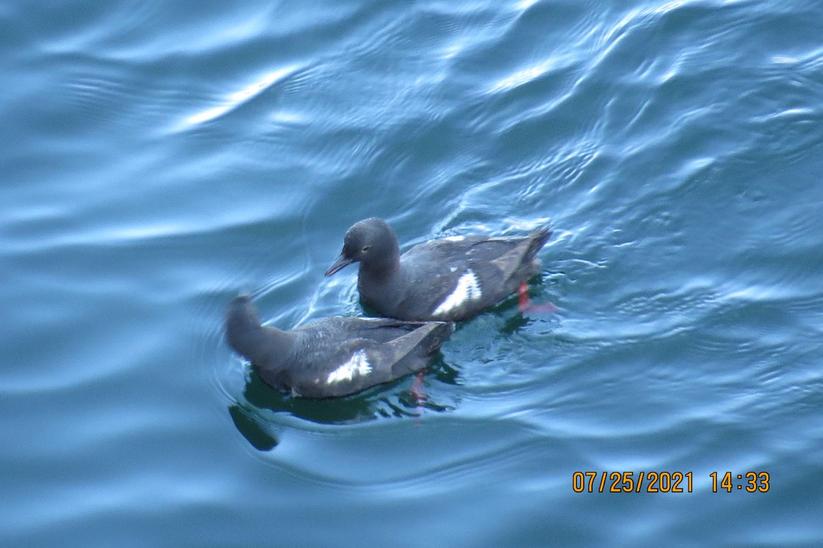 Pigeon Guillemot - ML356984411