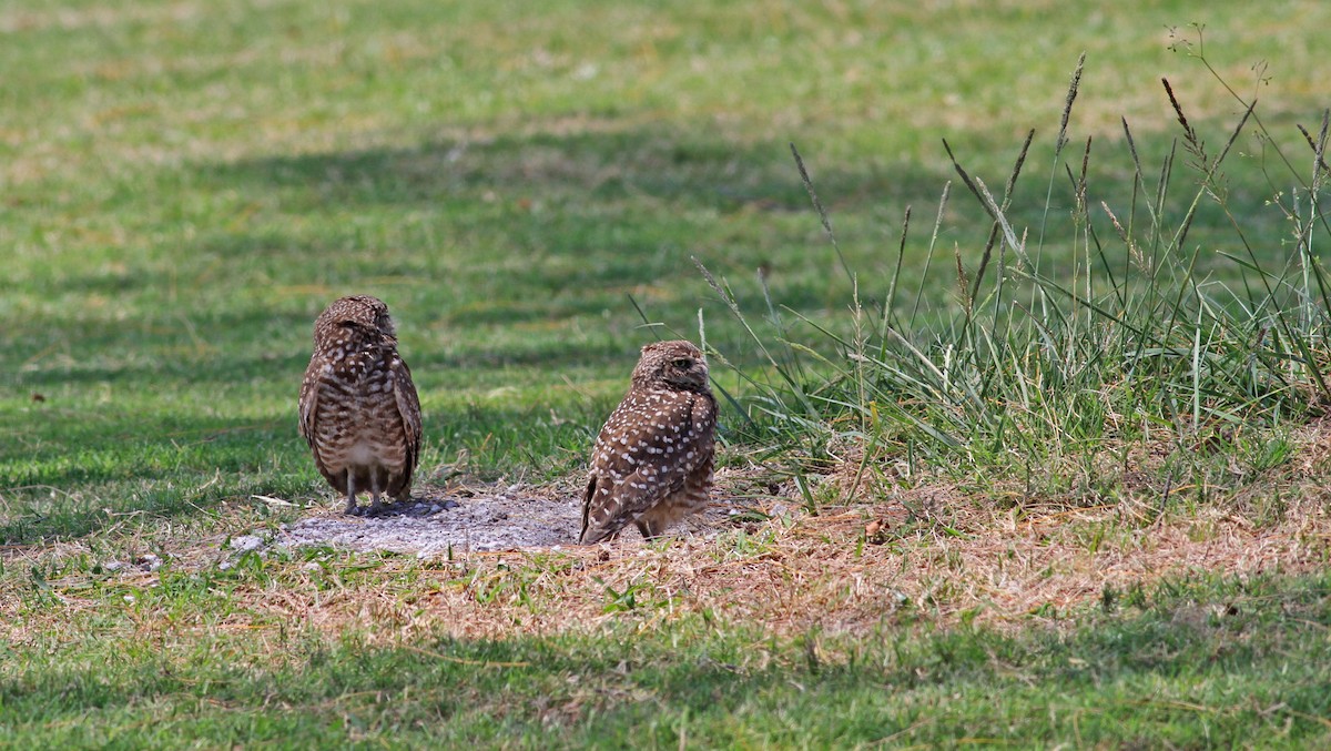 Burrowing Owl - ML356984931