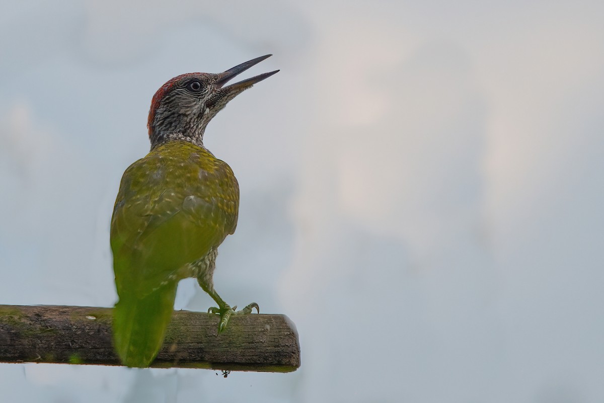 Eurasian Green Woodpecker - ML356985191