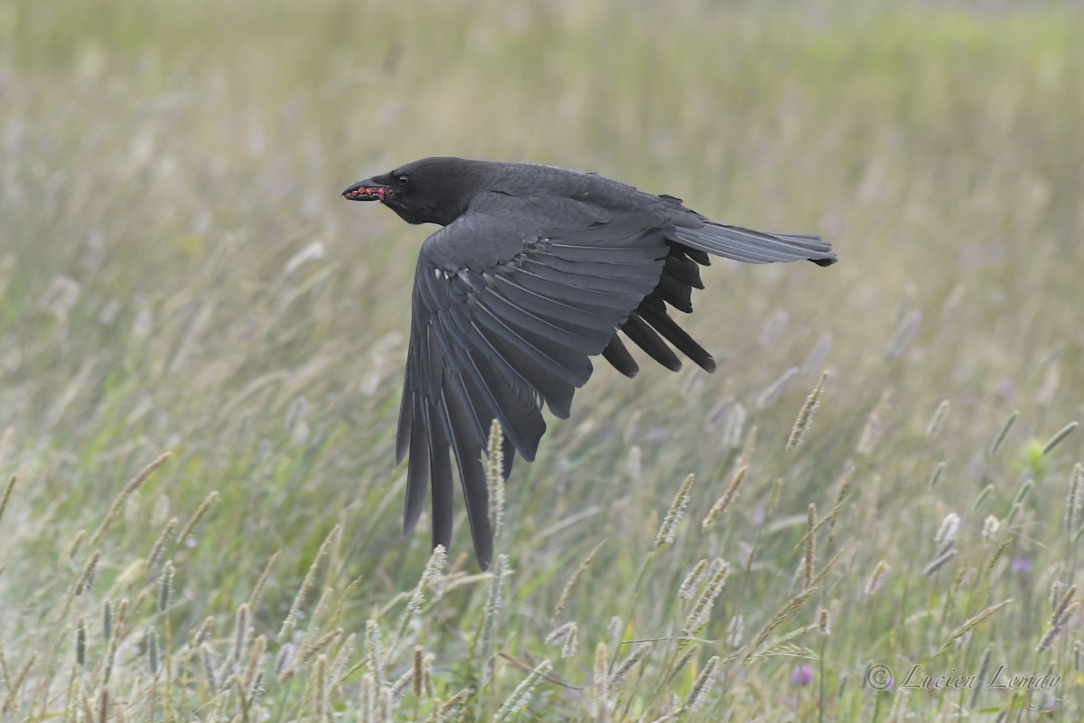 American Crow - Lucien Lemay