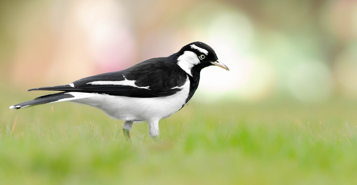 Magpie-lark - ML356987411