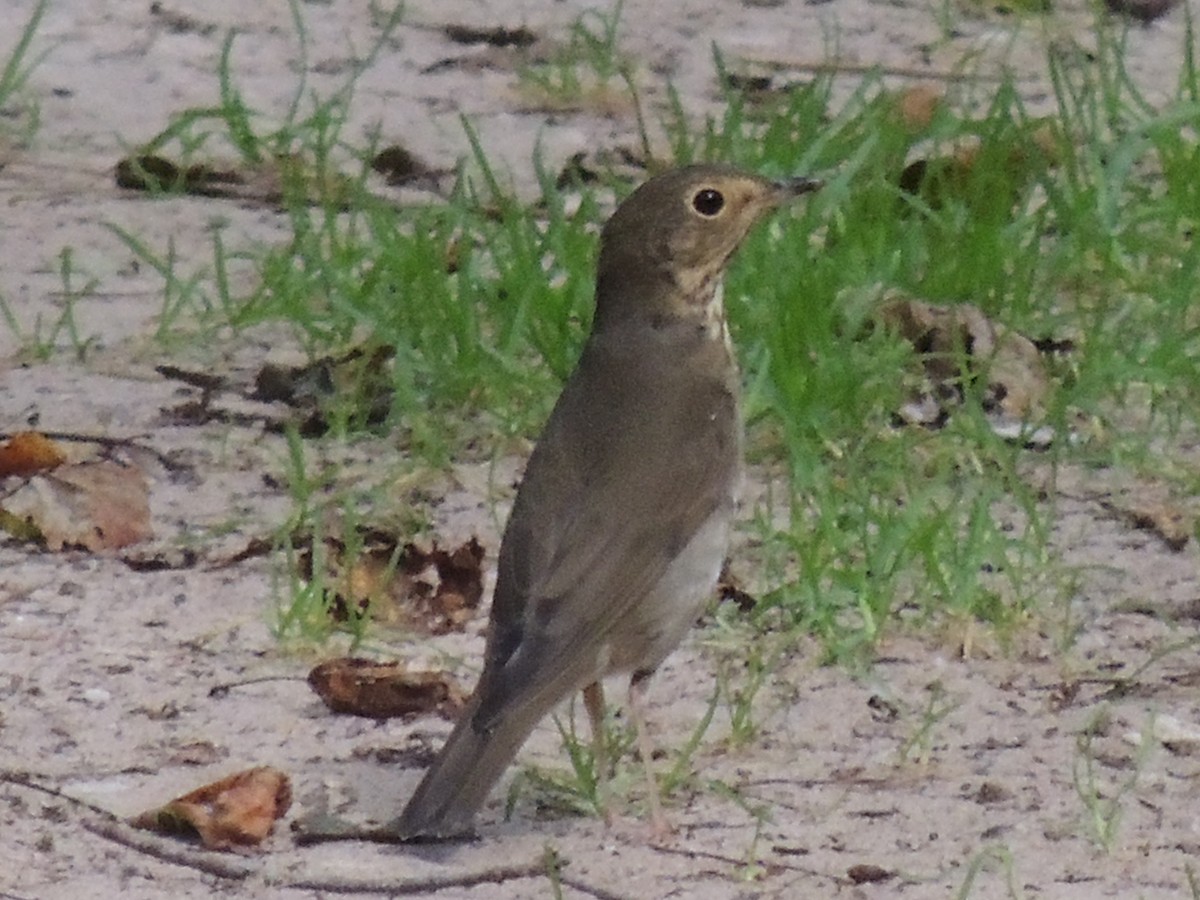 Swainson's Thrush - Melody Walsh