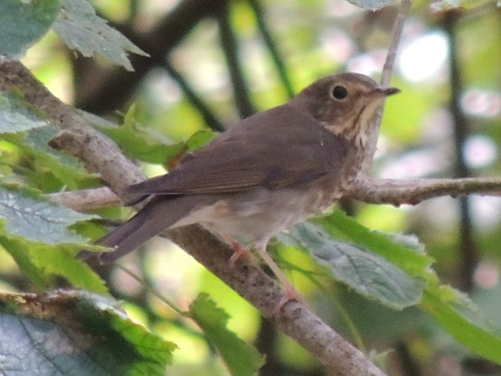 Swainson's Thrush - Melody Walsh