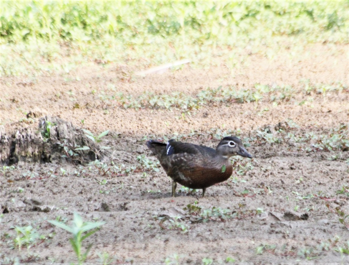 Wood Duck - cary koronas