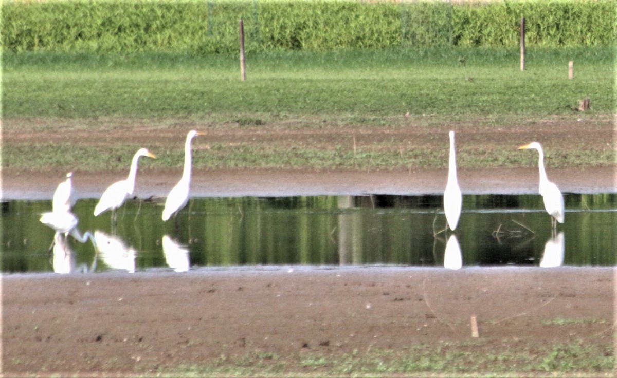 Great Egret - cary koronas