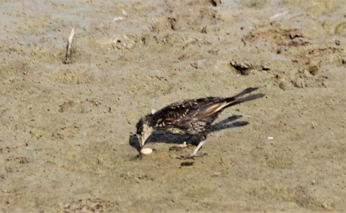 Red-winged Blackbird - ML356990931