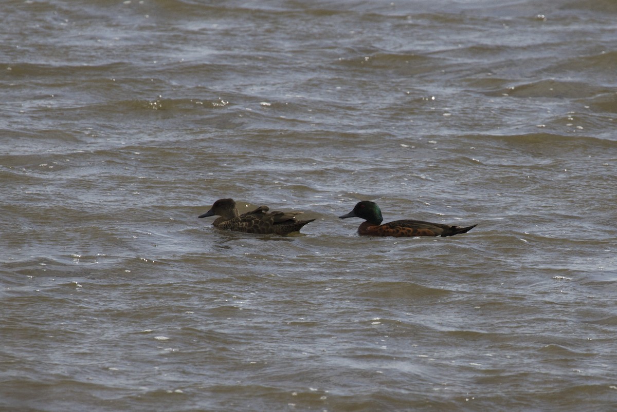 Chestnut Teal - ML35699291