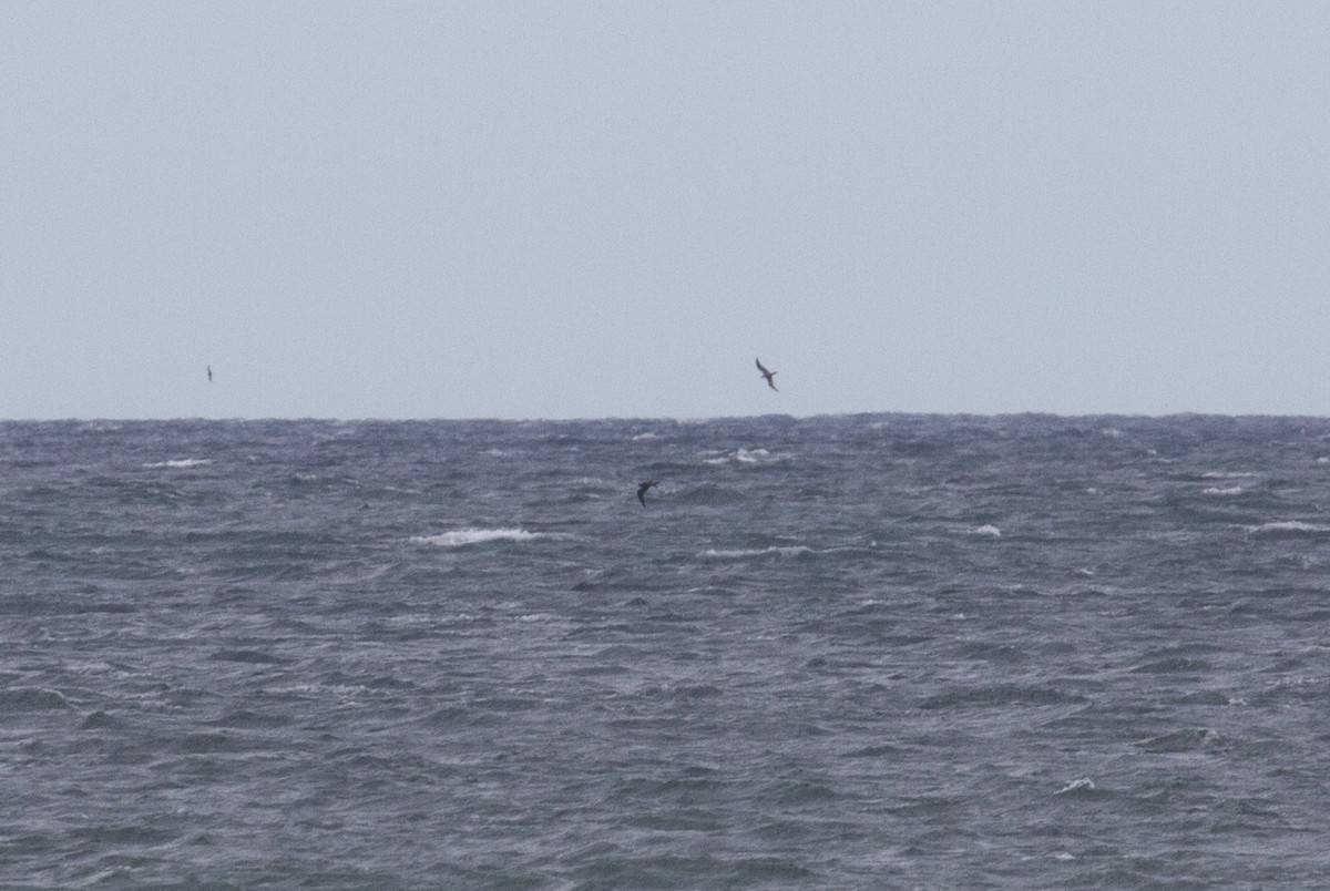 Wedge-tailed Shearwater - ML35699361