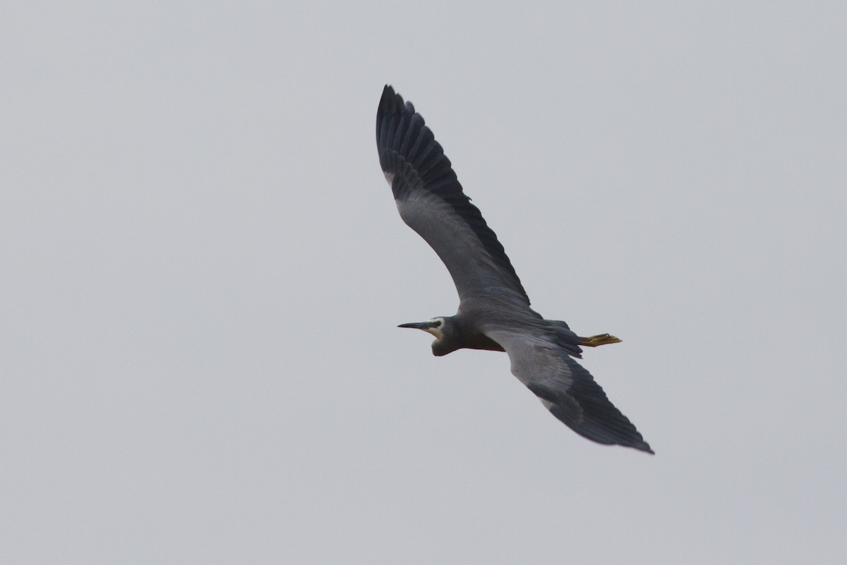 White-faced Heron - Matthew Pike