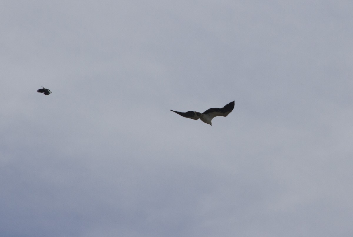 White-bellied Sea-Eagle - ML35699561