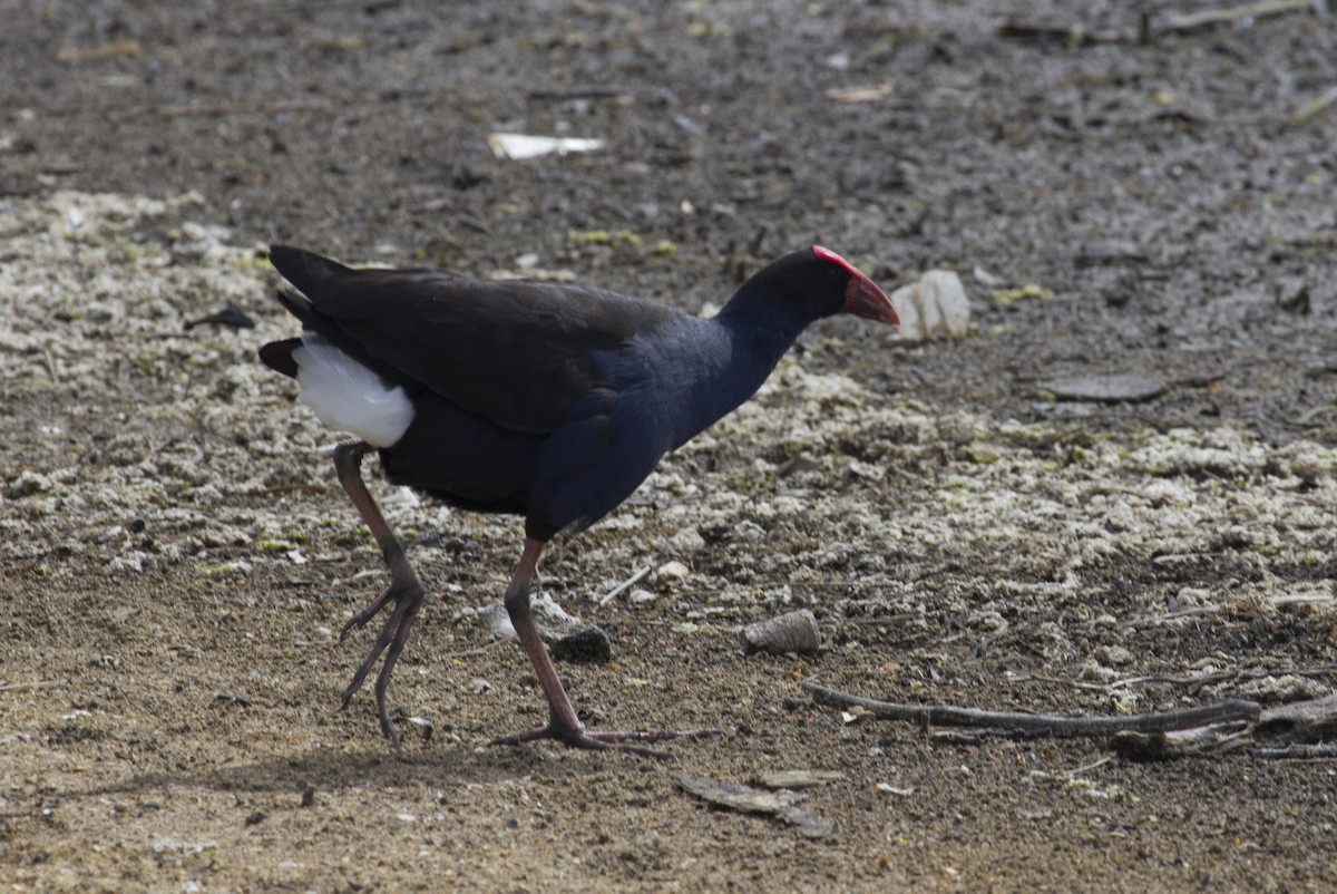 Australasian Swamphen - ML35699571