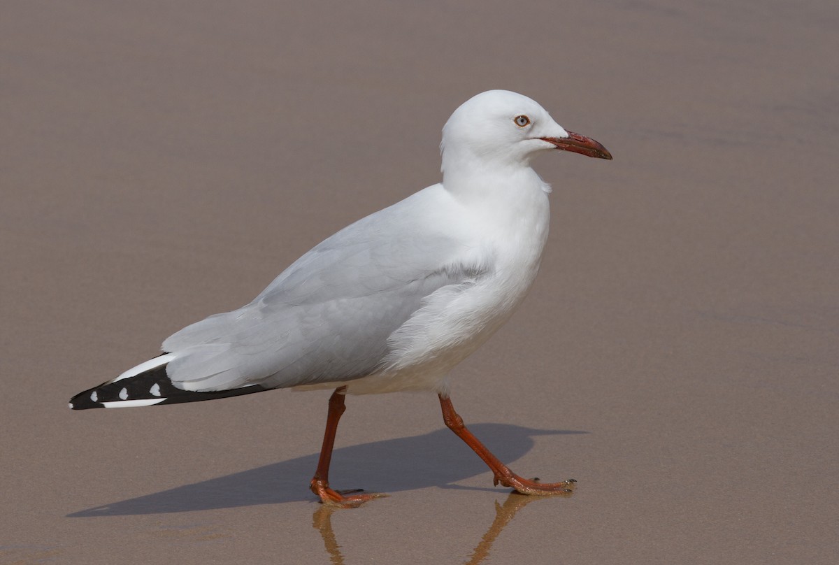 Silberkopfmöwe (novaehollandiae/forsteri) - ML35699761