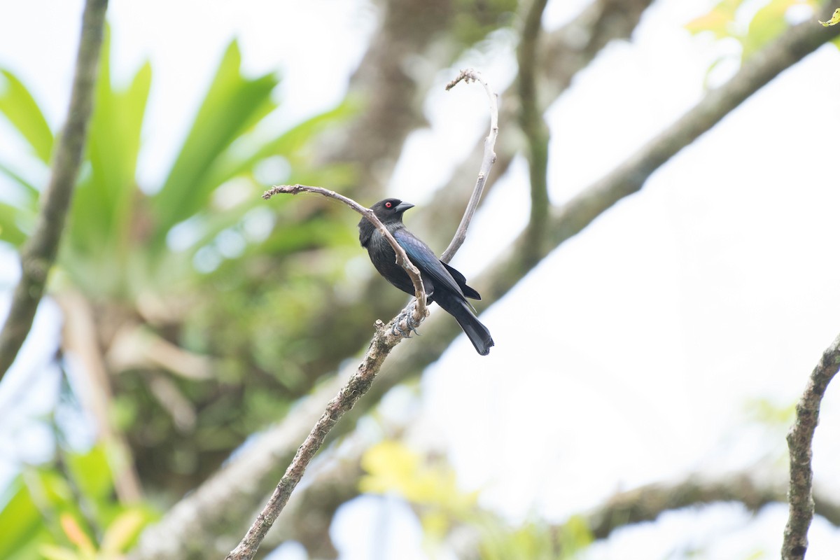 Bronzed Cowbird - Matthew Bell