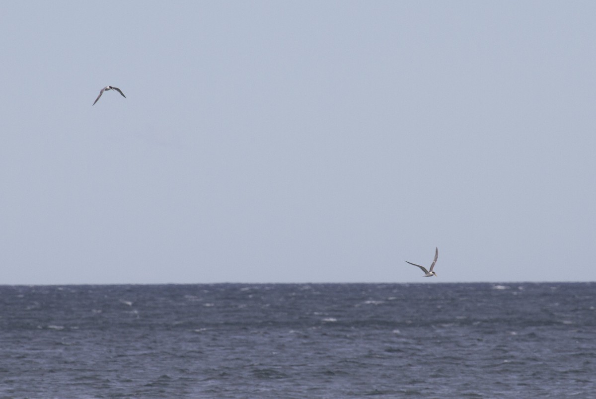 Great Crested Tern - ML35699781