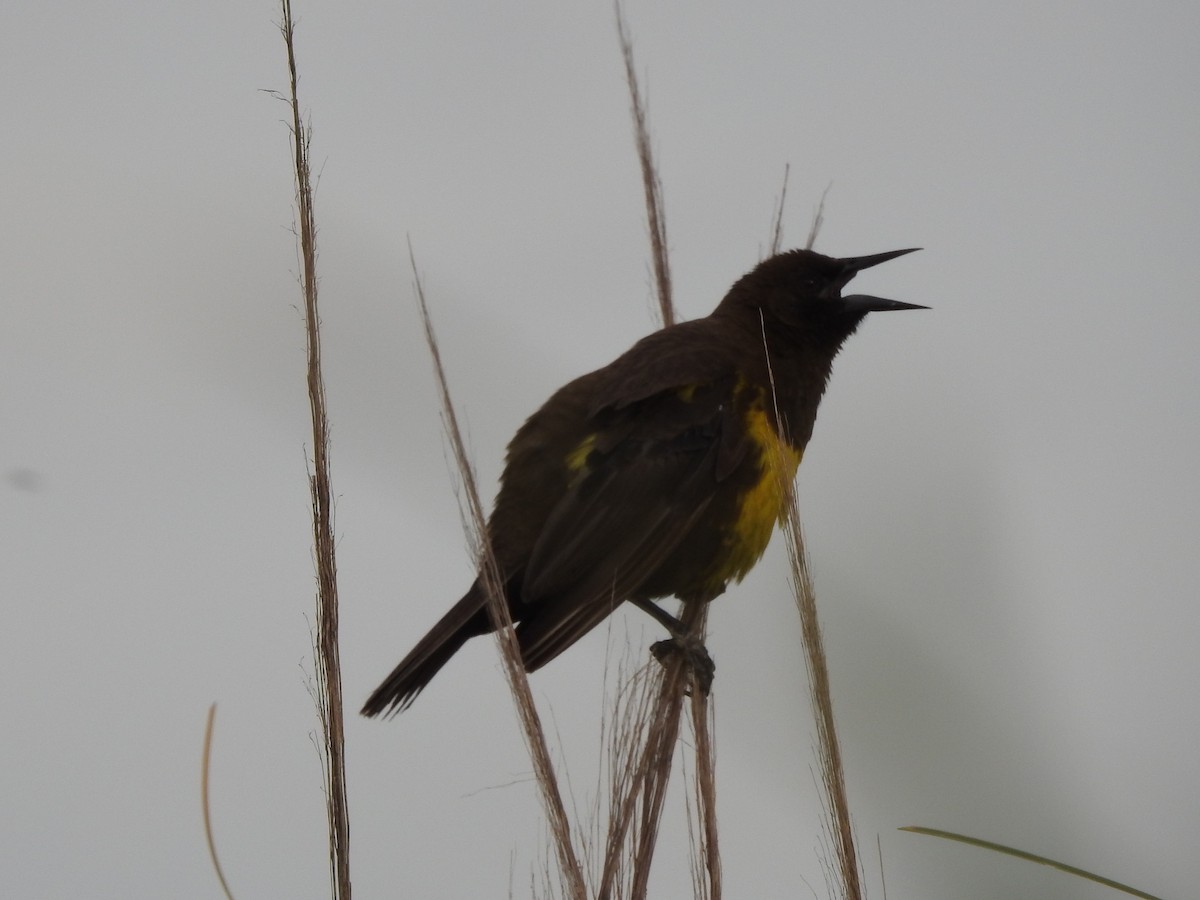 Brown-and-yellow Marshbird - ML356998031