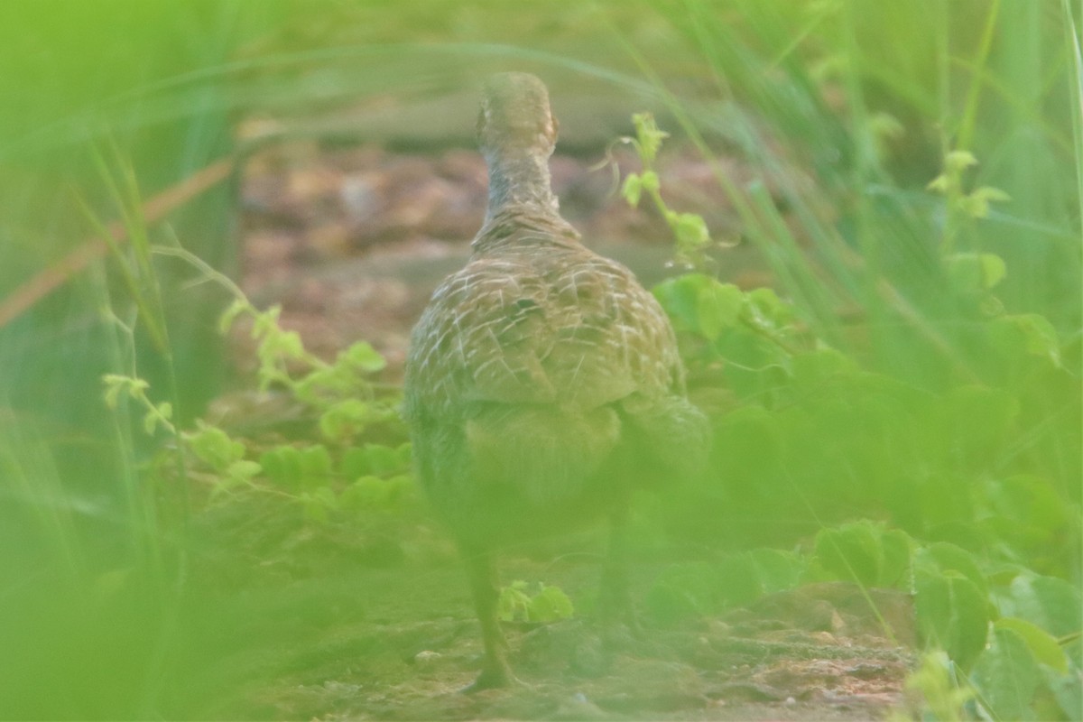 Gray Francolin - ML356998131