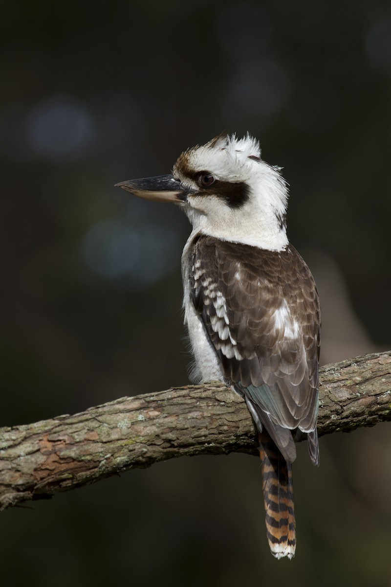 Laughing Kookaburra - ML35699821