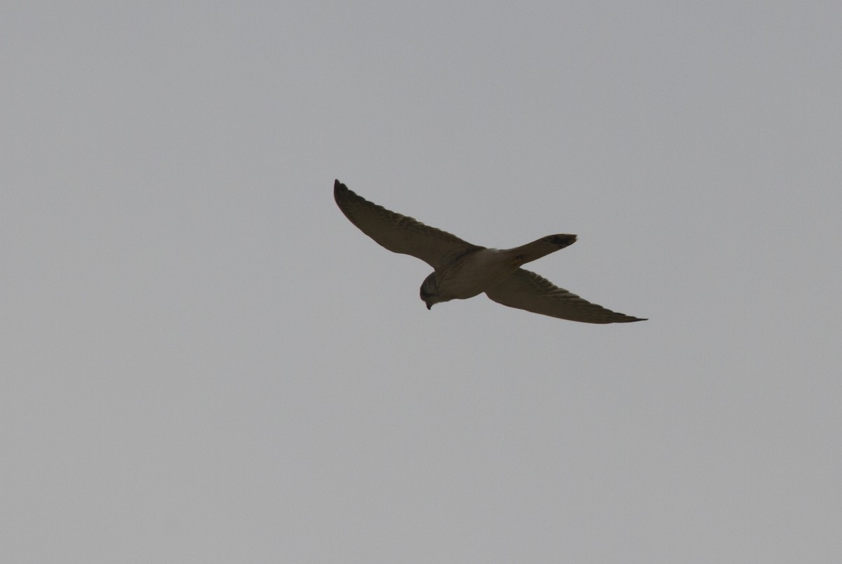 Nankeen Kestrel - ML35699861