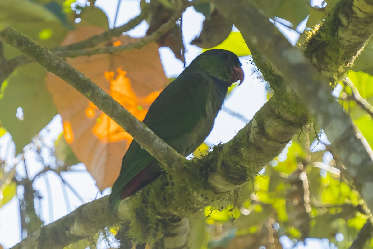 Red-billed Parrot - ML356998941