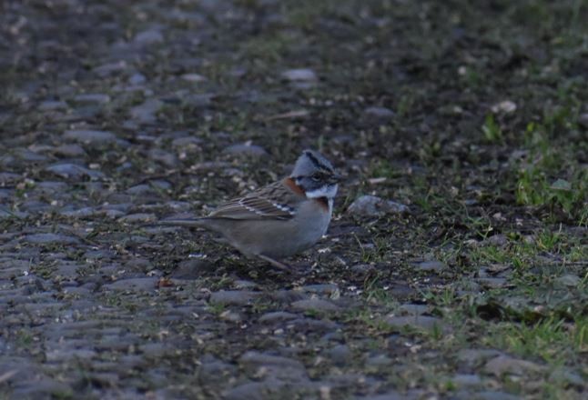 Rufous-collared Sparrow - ML356999581