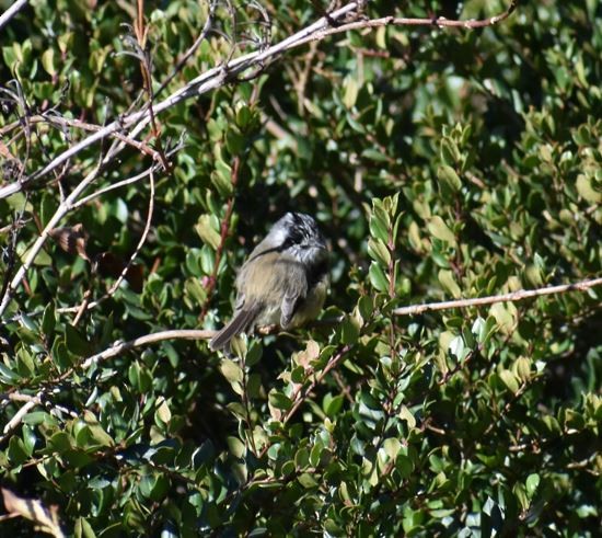 Tufted Tit-Tyrant - ML356999691