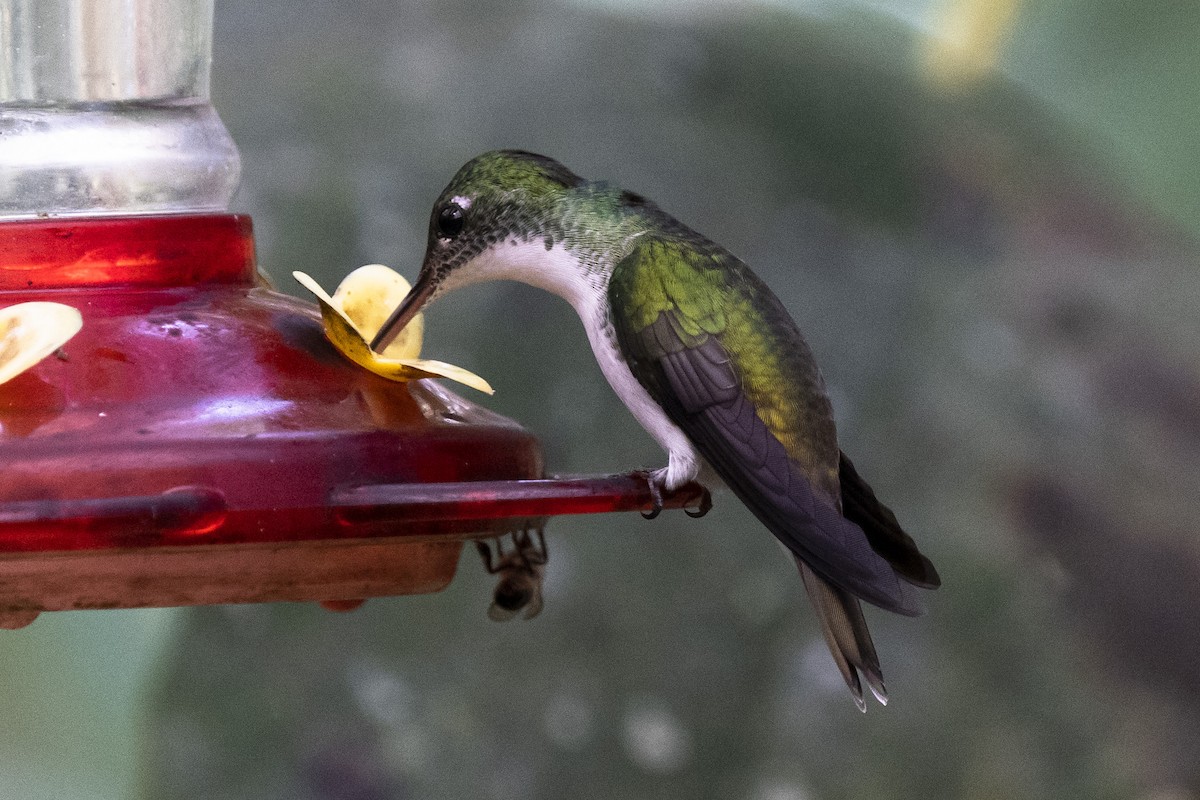 kolibřík andský - ML357000801