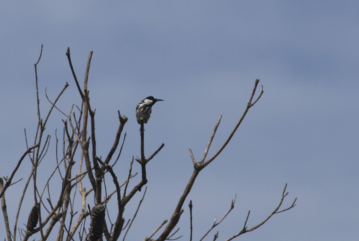 White-cheeked Honeyeater - ML35700091